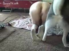 Mutt humps a narrow opening